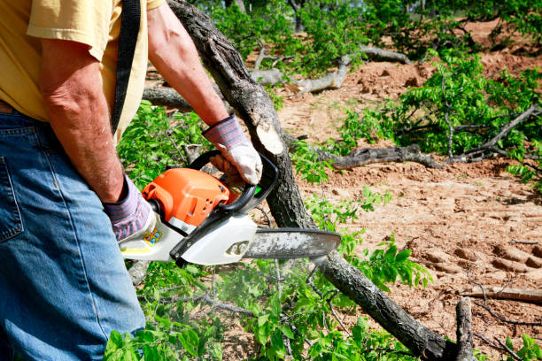 Large Tree Removal in Brusly, LA